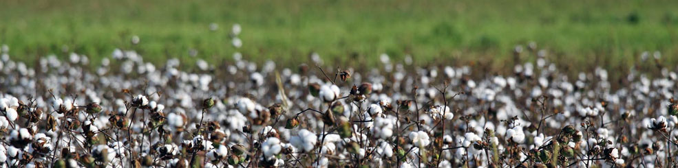 100% Cotton and Other Blends.